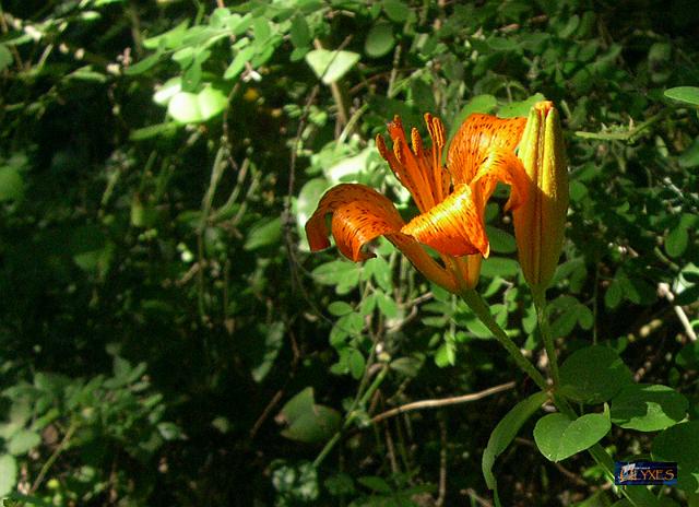 lilium bulbiferum.JPG